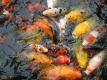 How To Make Gold Fish