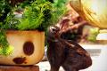 How To Make Golden Waffle Rabbit