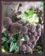 How To Make Grape Shrub