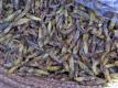 How To Make Grasshopper Cream Cornucopias