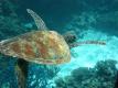 How To Make Great Barrier Reef Cocktail