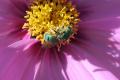 How To Make Green Bees