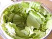Green Garden Salad