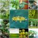 How To Make Green Peas With Lettuce