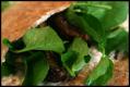 How To Make Grilled Rabbit