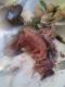 Highland Grouse