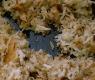 Hash Brown Potatoes Au Gratin