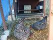 How To Make Hen On The Nest