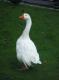 How To Make Holiday Goose