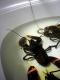 How To Make Homard Du Ciel