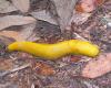 How To Make Hot Bananas And Oranges