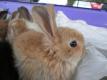 How To Make Quick-jell Raspberry Salad