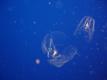Jelly Centers
