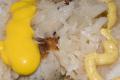 Sausage Kraut Bake