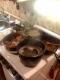 How To Make Lamb Curry With Coconut