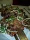 Lamb On The Bone