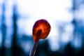 How To Make Lolly Pops