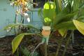 How To Make Pineapple Shrimp Luau Leis