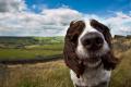 Man's Best Friend