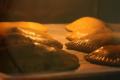 How To Make Broiled Meat Patties