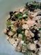 Mediterranean Salad
