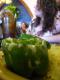 How To Make Mexican Peppers