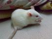 Doughnut Mice