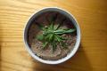 Mushroom Almond Pate