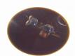 Double Mushroom Consomme