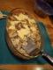 Sweetbread And Mushroom Pie