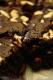 Carob Nut Brownies