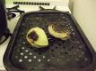 How To Make Ocopa Arequipena