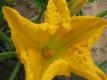 How To Make Orange Blossom Muffins