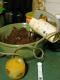 Orange Juice Cake