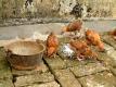 How To Make Oriental Chicken And Cashews