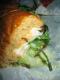 How To Make Overstuffed Chicken