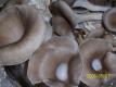 How To Make Oyster And Mushroom Pie