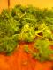 How To Make Crunchy Celery & Parsley Salad