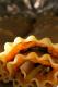 Pasta Roll Ups