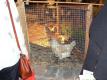 How To Make Patio Chicken