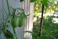 How To Make Patio Tomatoes