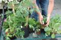 How To Make Peas Oregano