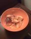How To Make Glamour Pudding 'nt Peaches