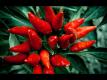 How To Make Chicken Piccante