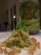 Pickled Cabbage (  Chinese  )