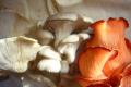 How To Make Pink Mushrooms