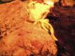 How To Make Plantation Chicken