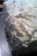 Plantation Coconut Cake