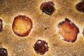 How To Make Purple Plum Pie
