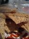 Poppy Seed Crackers